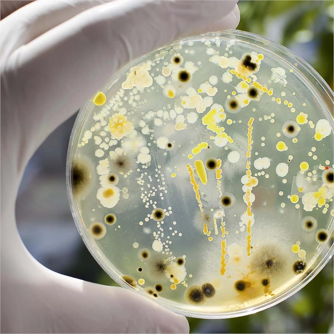 Microbiological tests GBA POLSKA