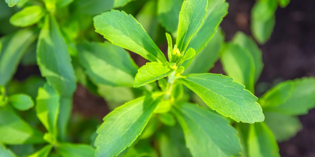 Glikozydy stewiolowe – charakterystyka i znaczenie w żywności